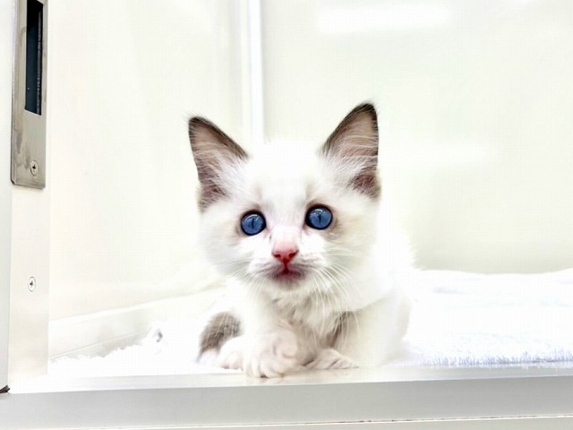 東京都のラグドール (かねだい本町田店/2025年12月20日生まれ/男の子/シールポイントバイカラー)の子猫の3枚目の画像