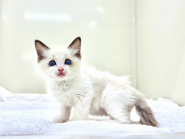 東京都のラグドール (かねだい本町田店/2025年12月20日生まれ/男の子/シールポイントバイカラー)の子猫の4枚目の画像