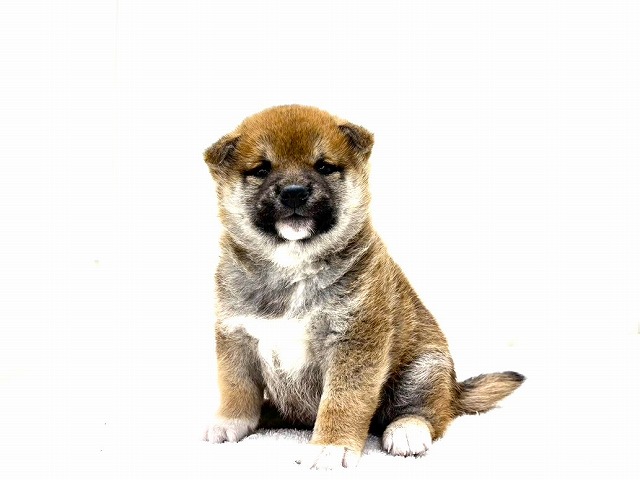東京都の豆柴 (かねだい本町田店/2025年12月18日生まれ/男の子/赤)の子犬の1枚目の画像