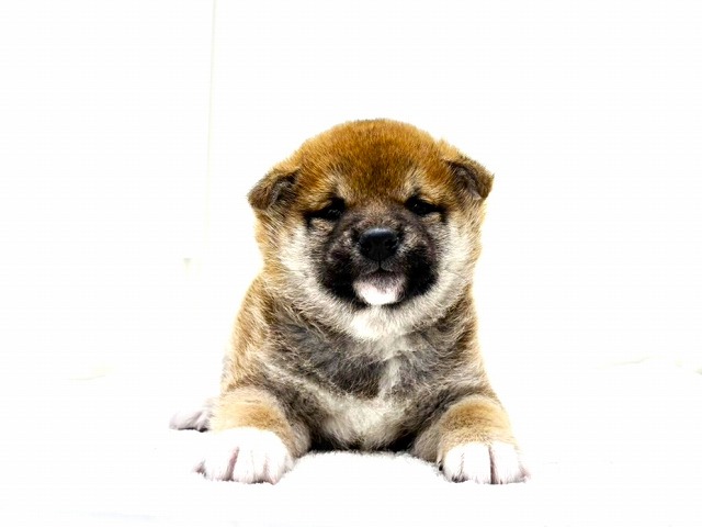 東京都の豆柴 (かねだい本町田店/2025年12月18日生まれ/男の子/赤)の子犬の2枚目の画像