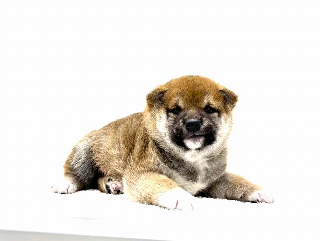 東京都の豆柴 (かねだい本町田店/2025年12月18日生まれ/男の子/赤)の子犬の3枚目の画像