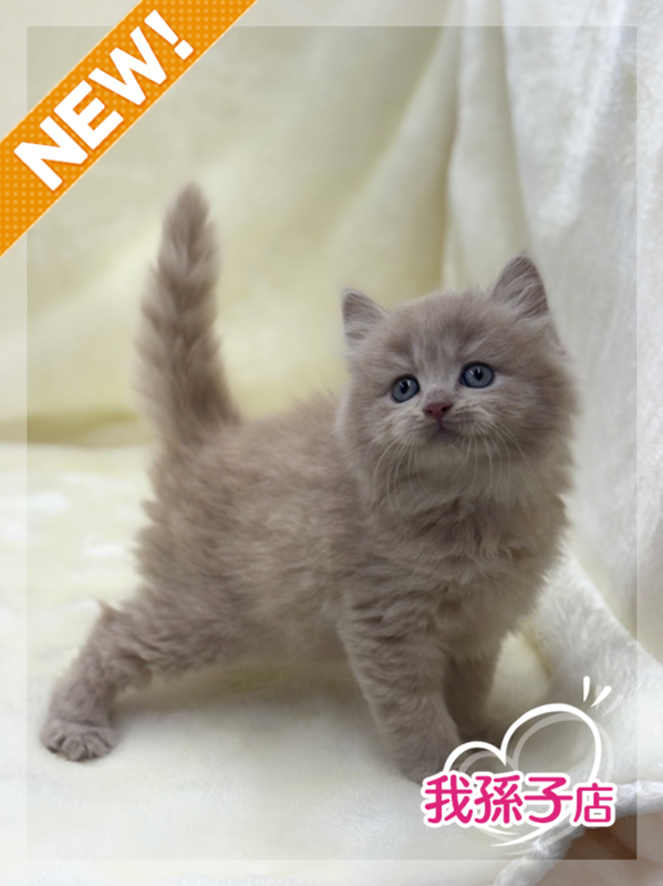 千葉県のブリティッシュロングヘアー (かねだい我孫子店/2025年12月20日生まれ/男の子/クリーム)の子猫の1枚目の画像