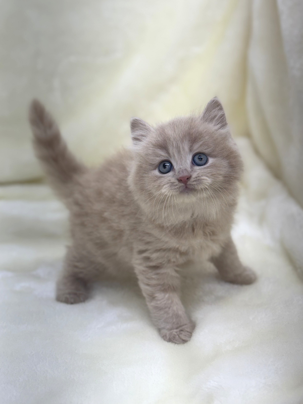 千葉県のブリティッシュロングヘアー (かねだい我孫子店/2025年12月20日生まれ/男の子/クリーム)の子猫の2枚目の画像