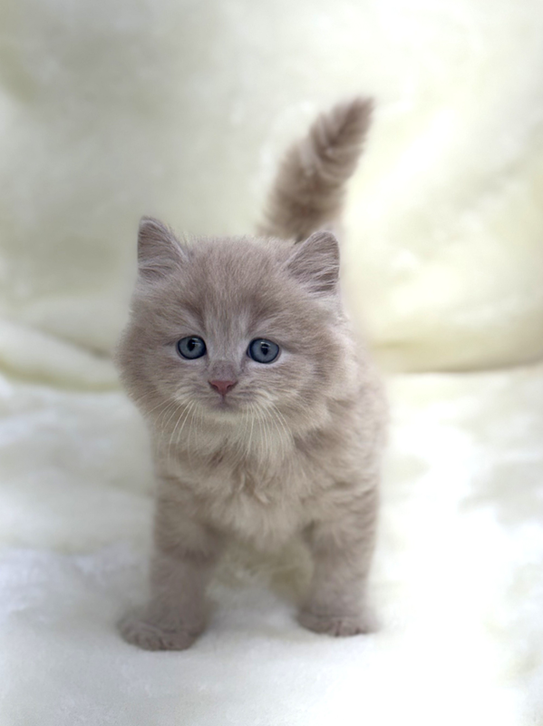 千葉県のブリティッシュロングヘアー (かねだい我孫子店/2025年12月20日生まれ/男の子/クリーム)の子猫の3枚目の画像