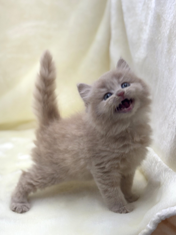 千葉県のブリティッシュロングヘアー (かねだい我孫子店/2025年12月20日生まれ/男の子/クリーム)の子猫の4枚目の画像