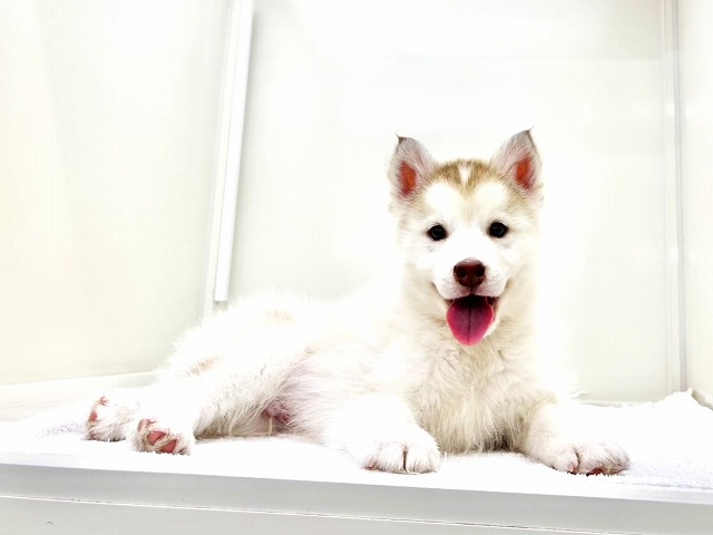 東京都のシベリアンハスキー (かねだい本町田店/2025年12月17日生まれ/男の子/レッドホワイト)の子犬の1枚目の画像