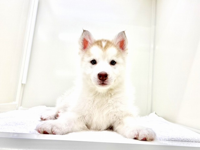 東京都のシベリアンハスキー (かねだい本町田店/2025年12月17日生まれ/男の子/レッドホワイト)の子犬の2枚目の画像