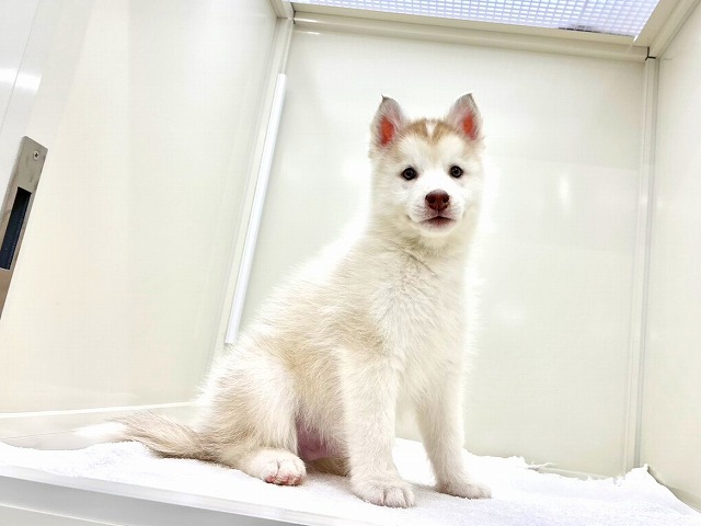 東京都のシベリアンハスキー (かねだい本町田店/2025年12月17日生まれ/男の子/レッドホワイト)の子犬の3枚目の画像