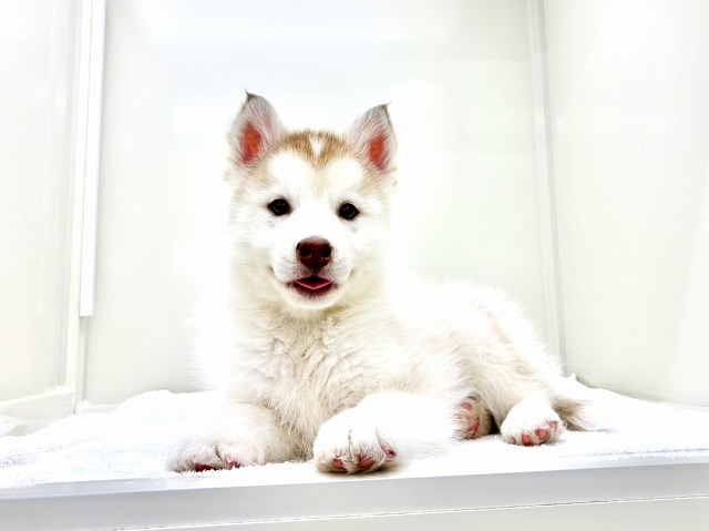 東京都のシベリアンハスキー (かねだい本町田店/2025年12月17日生まれ/男の子/レッドホワイト)の子犬の4枚目の画像