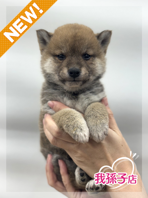 千葉県の豆柴 (かねだい我孫子店/2025年12月19日生まれ/男の子/赤)の子犬の1枚目の画像