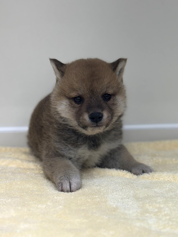 千葉県の豆柴 (かねだい我孫子店/2025年12月19日生まれ/男の子/赤)の子犬の2枚目の画像