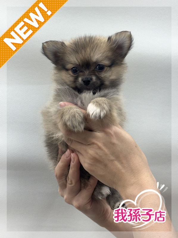 千葉県のポメチワ/チワポメ/ポメチー(ポメラニアン×チワワ) (かねだい我孫子店/2025年12月20日生まれ/男の子/フォーン)の子犬