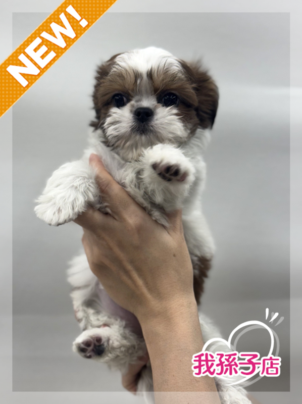 千葉県のチワズー/チワシーズ(チワワ×シーズー) (かねだい我孫子店/2025年12月14日生まれ/女の子/ゴールドホワイト)の子犬