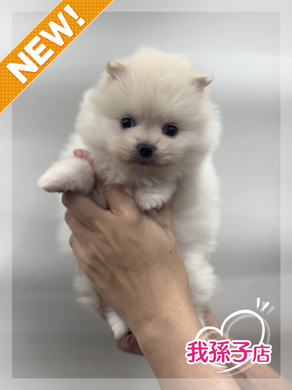 千葉県のポメラニアン (かねだい我孫子店/2025年12月20日生まれ/男の子/クリーム)の子犬の1枚目の画像