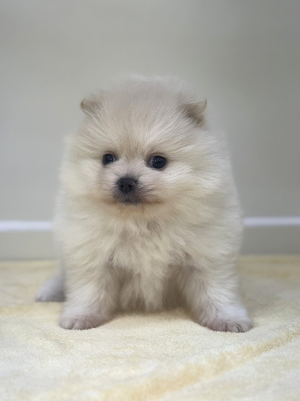 千葉県のポメラニアン (かねだい我孫子店/2025年12月20日生まれ/男の子/クリーム)の子犬の2枚目の画像