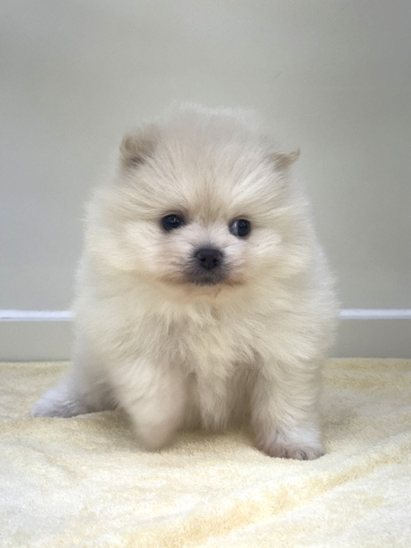 千葉県のポメラニアン (かねだい我孫子店/2025年12月20日生まれ/男の子/クリーム)の子犬の3枚目の画像