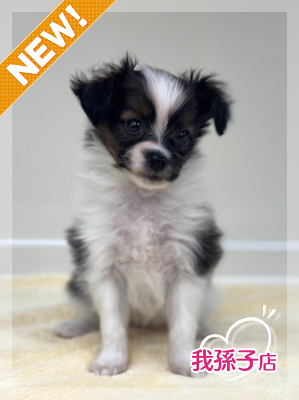 千葉県のハーフ犬・ミックス犬 (かねだい我孫子店/2025年12月15日生まれ/女の子/ホワイトブラウン)の子犬の1枚目の画像