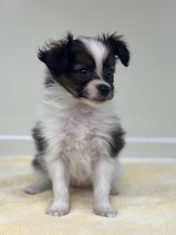 千葉県のハーフ犬・ミックス犬 (かねだい我孫子店/2025年12月15日生まれ/女の子/ホワイトブラウン)の子犬の2枚目の画像