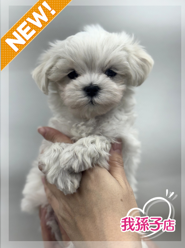 千葉県のマルチーズ (かねだい我孫子店/2025年12月19日生まれ/男の子/ホワイト)の子犬