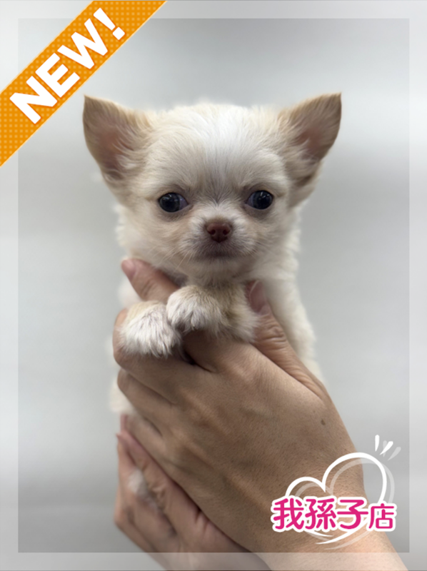 千葉県のチワワ(ロング) (かねだい我孫子店/2025年12月20日生まれ/男の子/ホワイトクリーム)の子犬の1枚目の画像