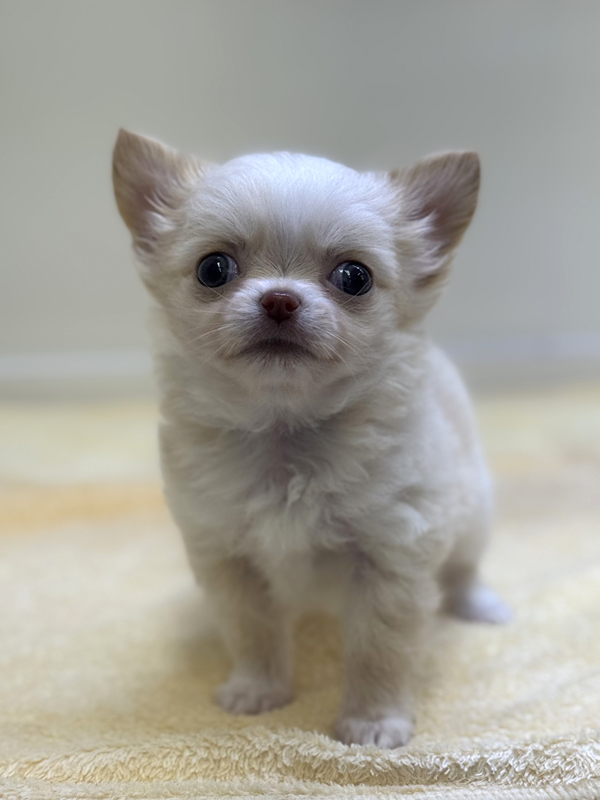 千葉県のチワワ(ロング) (かねだい我孫子店/2025年12月20日生まれ/男の子/ホワイトクリーム)の子犬の2枚目の画像