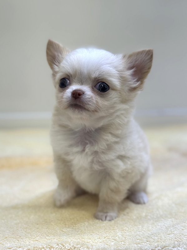 千葉県のチワワ(ロング) (かねだい我孫子店/2025年12月20日生まれ/男の子/ホワイトクリーム)の子犬の3枚目の画像