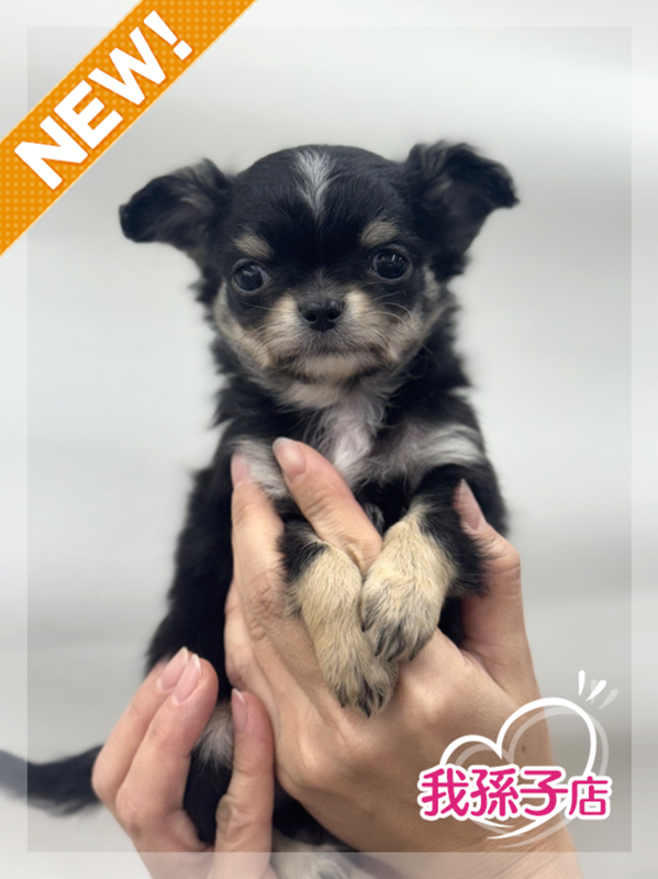 千葉県のチワワ(ロング) (かねだい我孫子店/2025年12月20日生まれ/男の子/ブラックホワイト)の子犬の1枚目の画像