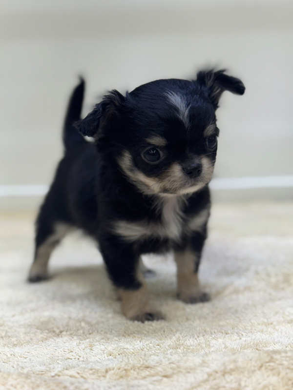 千葉県のチワワ(ロング) (かねだい我孫子店/2025年12月20日生まれ/男の子/ブラックホワイト)の子犬の2枚目の画像