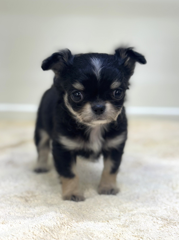 千葉県のチワワ(ロング) (かねだい我孫子店/2025年12月20日生まれ/男の子/ブラックホワイト)の子犬の3枚目の画像