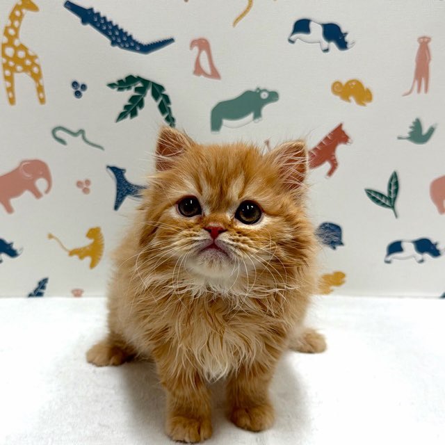 東京都のスコティッシュフォールド (かねだい足立店/2025年11月30日生まれ/男の子/レッドタビー)の子猫の2枚目の画像