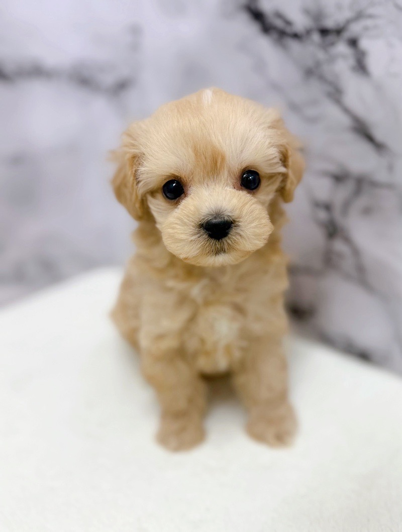 神奈川県のマルプー(マルチーズ×プードル) (かねだい東戸塚店/2025年12月19日生まれ/男の子/アプリコット)の子犬の1枚目の画像