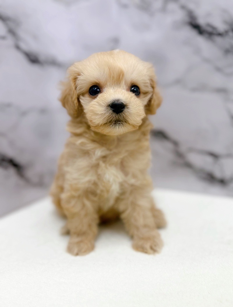 神奈川県のマルプー(マルチーズ×プードル) (かねだい東戸塚店/2025年12月19日生まれ/男の子/アプリコット)の子犬の3枚目の画像