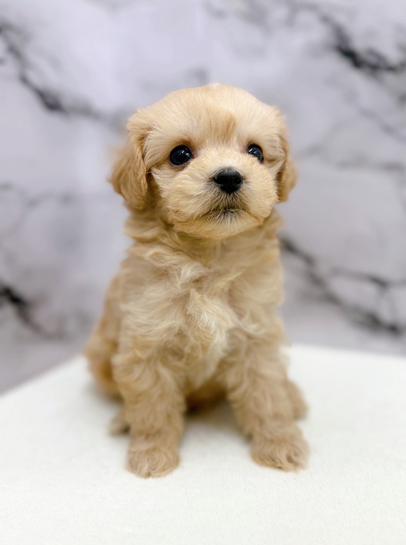 神奈川県のマルプー(マルチーズ×プードル) (かねだい東戸塚店/2025年12月19日生まれ/男の子/アプリコット)の子犬の4枚目の画像