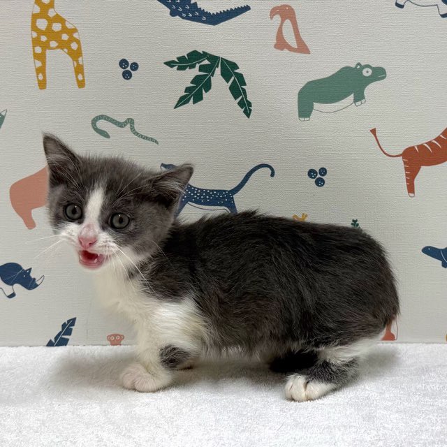 東京都のマンチカン (かねだい足立店/2025年12月20日生まれ/男の子/ブルーホワイト)の子猫の3枚目の画像