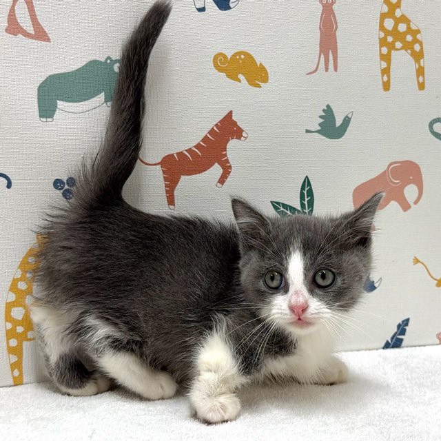 東京都のマンチカン (かねだい足立店/2025年12月20日生まれ/男の子/ブルーホワイト)の子猫の4枚目の画像