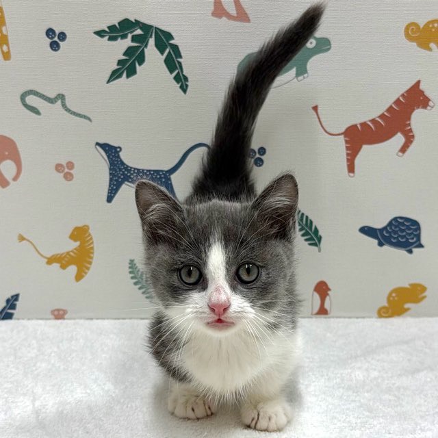 東京都のマンチカン (かねだい足立店/2025年12月20日生まれ/男の子/ブルーホワイト)の子猫の2枚目の画像