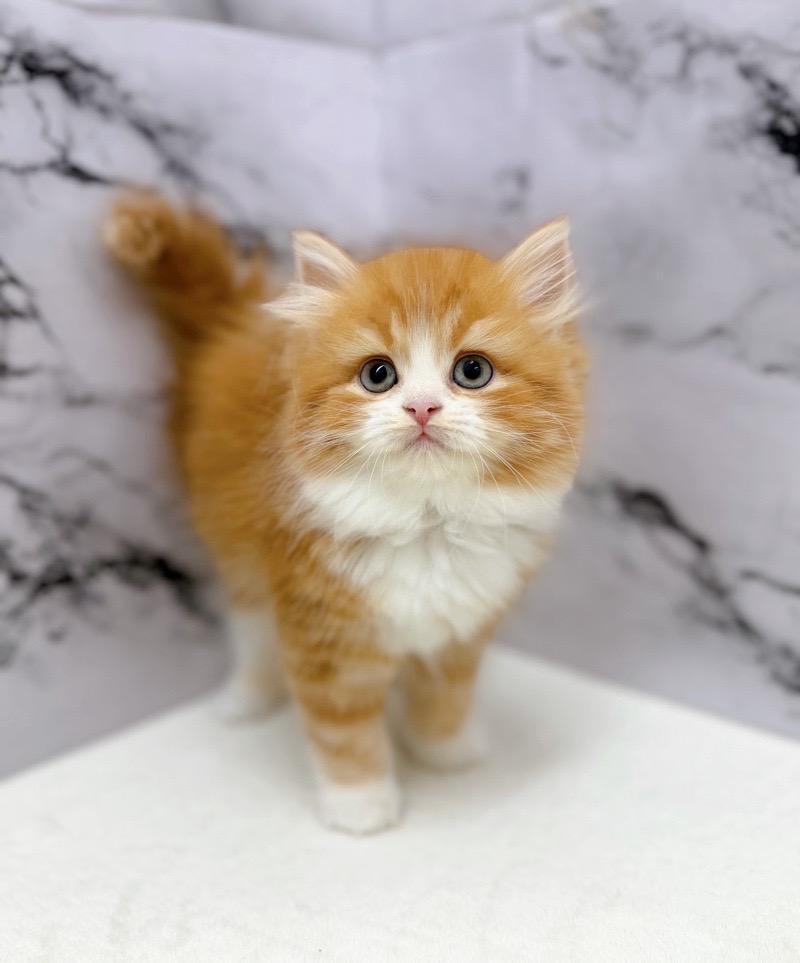 神奈川県のサイベリアン (かねだい東戸塚店/2025年12月20日生まれ/女の子/レッドタビーホワイト)の子猫の1枚目の画像