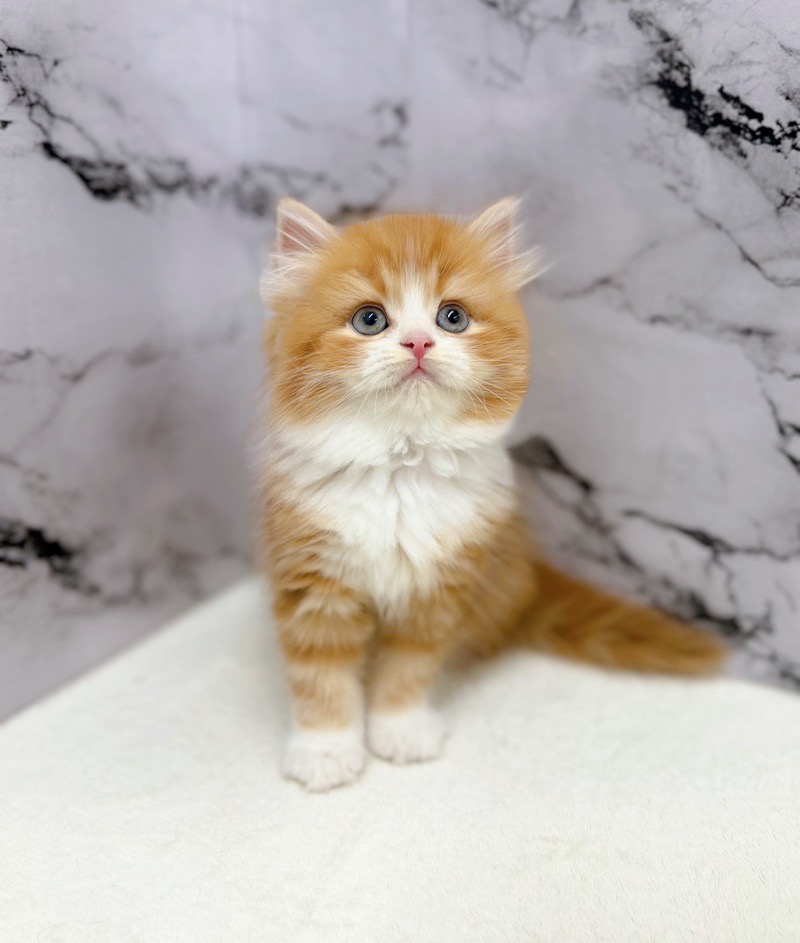 神奈川県のサイベリアン (かねだい東戸塚店/2025年12月20日生まれ/女の子/レッドタビーホワイト)の子猫の2枚目の画像