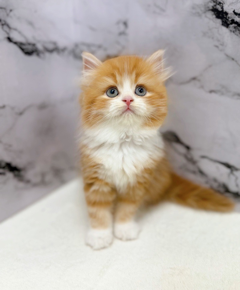 神奈川県のサイベリアン (かねだい東戸塚店/2025年12月20日生まれ/女の子/レッドタビーホワイト)の子猫の3枚目の画像