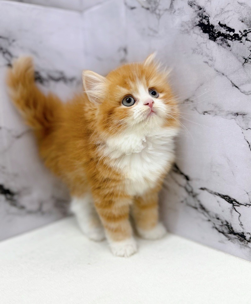 神奈川県のサイベリアン (かねだい東戸塚店/2025年12月20日生まれ/女の子/レッドタビーホワイト)の子猫の4枚目の画像