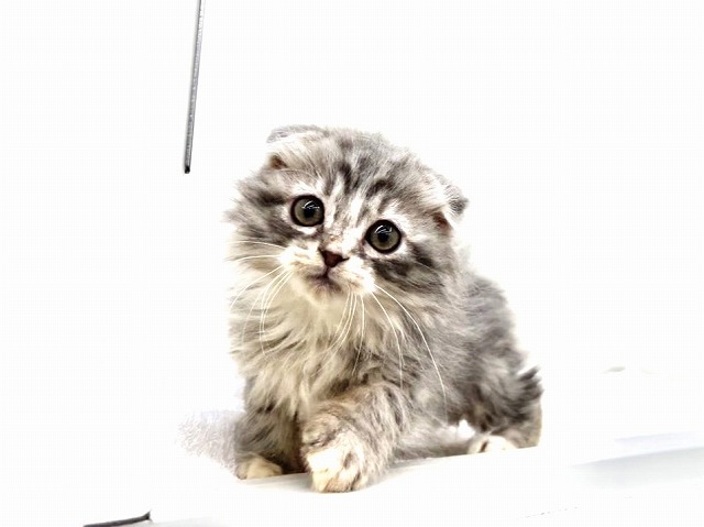 東京都のスコティッシュフォールド (かねだい本町田店/2025年12月14日生まれ/女の子/ブルータビー)の子猫の1枚目の画像