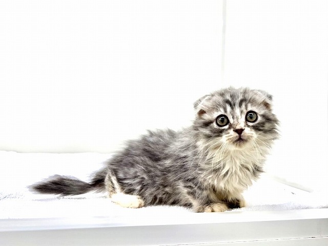 東京都のスコティッシュフォールド (かねだい本町田店/2025年12月14日生まれ/女の子/ブルータビー)の子猫の2枚目の画像