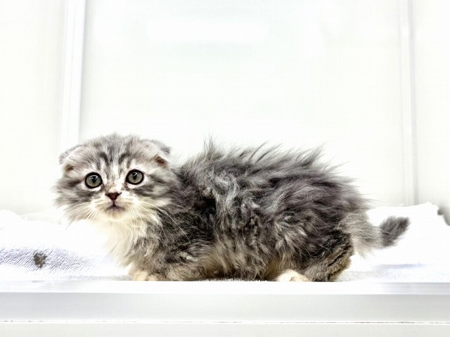 東京都のスコティッシュフォールド (かねだい本町田店/2025年12月14日生まれ/女の子/ブルータビー)の子猫の3枚目の画像