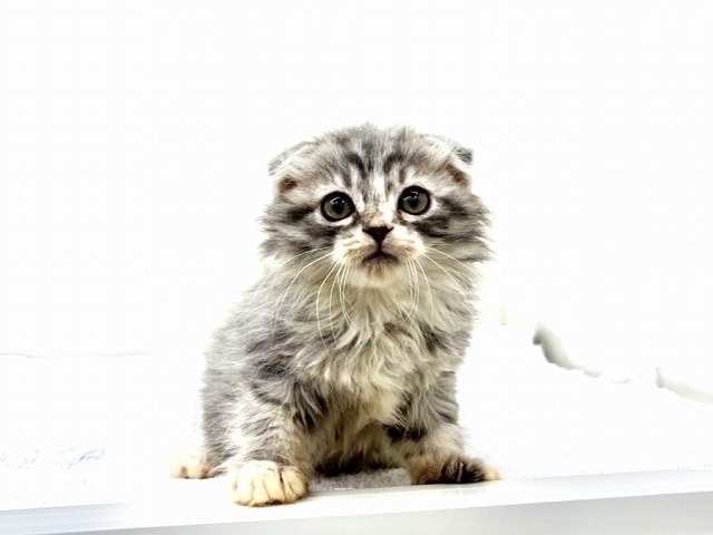 東京都のスコティッシュフォールド (かねだい本町田店/2025年12月14日生まれ/女の子/ブルータビー)の子猫の4枚目の画像