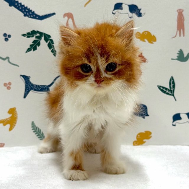 東京都のサイベリアン (かねだい足立店/2025年12月20日生まれ/男の子/レッドタビーホワイト)の子猫の1枚目の画像