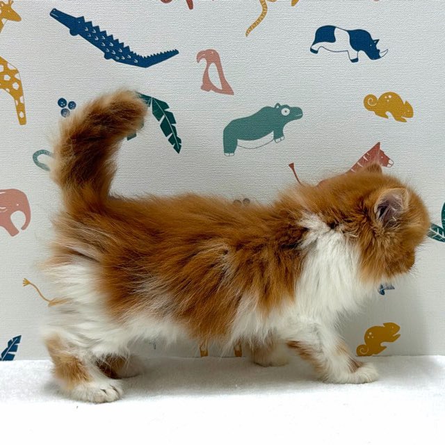 東京都のサイベリアン (かねだい足立店/2025年12月20日生まれ/男の子/レッドタビーホワイト)の子猫の3枚目の画像