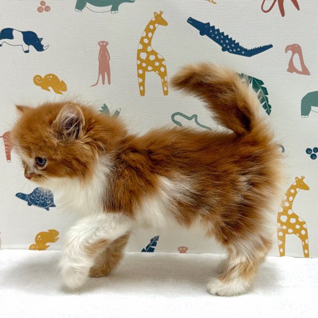 東京都のサイベリアン (かねだい足立店/2025年12月20日生まれ/男の子/レッドタビーホワイト)の子猫の4枚目の画像