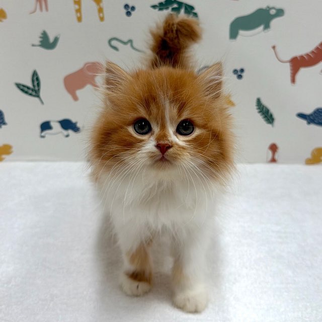 東京都のサイベリアン (かねだい足立店/2025年12月20日生まれ/男の子/レッドタビーホワイト)の子猫の2枚目の画像