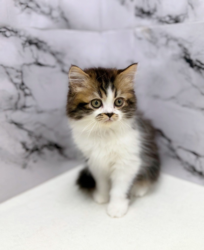 神奈川県のラガマフィン (かねだい東戸塚店/2025年12月20日生まれ/男の子/ブラウンタビーホワイト)の子猫の1枚目の画像