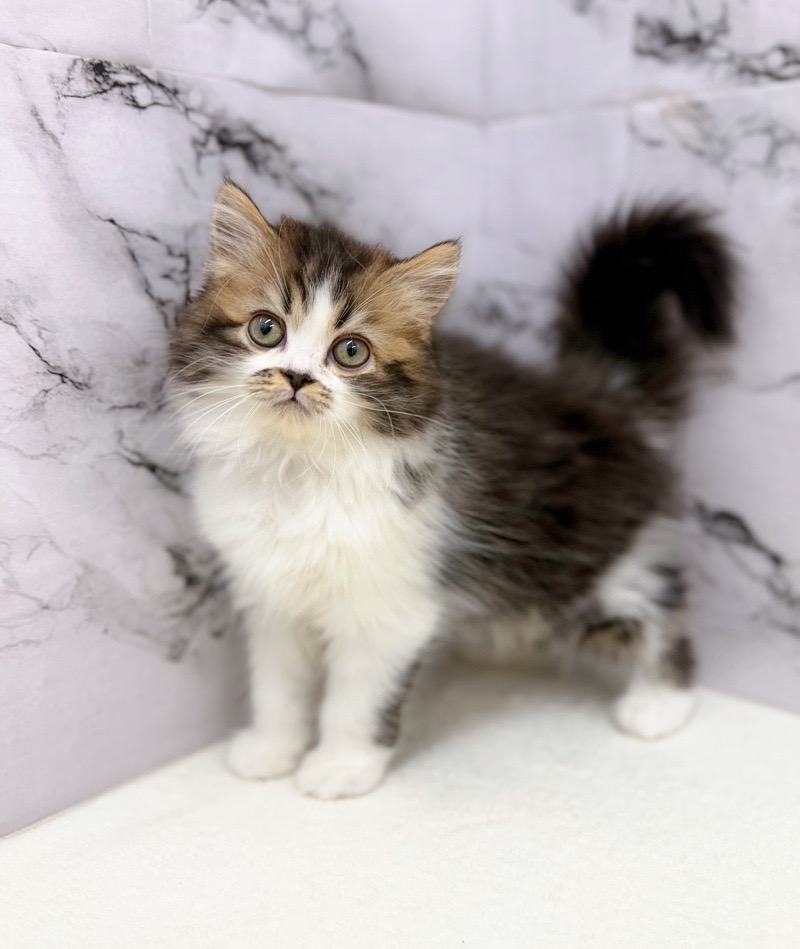 神奈川県のラガマフィン (かねだい東戸塚店/2025年12月20日生まれ/男の子/ブラウンタビーホワイト)の子猫の2枚目の画像